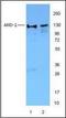 WD Repeat And HMG-Box DNA Binding Protein 1 antibody, orb87509, Biorbyt, Western Blot image 