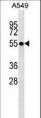 Serine/threonine-protein kinase 17B antibody, LS-C161560, Lifespan Biosciences, Western Blot image 