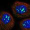 NOP2 Nucleolar Protein antibody, NBP1-92192, Novus Biologicals, Immunofluorescence image 