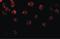 Docking Protein 1 antibody, LS-B561, Lifespan Biosciences, Immunofluorescence image 