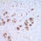 Thyroglobulin antibody, TA327747, Origene, Immunohistochemistry paraffin image 