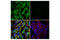Optineurin antibody, 70928S, Cell Signaling Technology, Immunocytochemistry image 