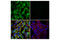 FIP2 antibody, 70928S, Cell Signaling Technology, Immunocytochemistry image 