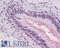 Adhesion G Protein-Coupled Receptor G2 antibody, LS-A1264, Lifespan Biosciences, Immunohistochemistry frozen image 