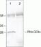 Rho GDP Dissociation Inhibitor Alpha antibody, 51-1000Z, Invitrogen Antibodies, Immunoprecipitation image 