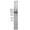 Kv1.1Potassium Channel antibody, 73-007, Antibodies Incorporated, Western Blot image 