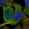 Vomeronasal 1 Receptor 4 antibody, NBP1-86869, Novus Biologicals, Immunofluorescence image 