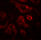 Double PHD Fingers 2 antibody, 6109, ProSci, Immunofluorescence image 
