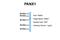 Pannexin 1 antibody, ARP42783_P050, Aviva Systems Biology, Western Blot image 