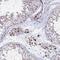 HDGF Like 3 antibody, NBP2-13246, Novus Biologicals, Immunohistochemistry frozen image 