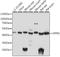 Opsin 5 antibody, A15971, ABclonal Technology, Western Blot image 