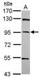 KIAA1230 antibody, GTX119965, GeneTex, Western Blot image 