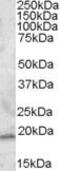 Regulator Of G Protein Signaling 13 antibody, PA5-19041, Invitrogen Antibodies, Western Blot image 