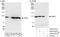 Alanyl-TRNA Synthetase antibody, A303-475A, Bethyl Labs, Western Blot image 