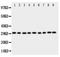 Prohibitin antibody, PA1858, Boster Biological Technology, Western Blot image 