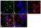Angiotensin II Receptor Type 2 antibody, GTX79393, GeneTex, Immunofluorescence image 