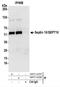 Septin 10 antibody, NBP2-44288, Novus Biologicals, Western Blot image 