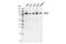 Oxoglutarate Dehydrogenase antibody, 26865S, Cell Signaling Technology, Western Blot image 
