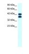 Sterol O-Acyltransferase 2 antibody, orb324434, Biorbyt, Western Blot image 