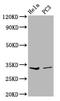 Ribonuclease H1 antibody, CSB-PA019801LA01HU, Cusabio, Western Blot image 