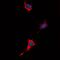 Unr antibody, orb315641, Biorbyt, Immunofluorescence image 