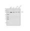 O-GlcNAcase antibody, A32463, Boster Biological Technology, Western Blot image 