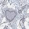 Gap Junction Protein Epsilon 1 antibody, HPA014916, Atlas Antibodies, Immunohistochemistry frozen image 