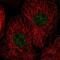 Histone H3 Associated Protein Kinase antibody, NBP2-55174, Novus Biologicals, Immunofluorescence image 