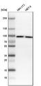 DNA Methyltransferase 3 Alpha antibody, NBP1-85961, Novus Biologicals, Western Blot image 