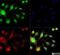 Spectrin Beta, Non-Erythrocytic 2 antibody, NB110-58783, Novus Biologicals, Immunofluorescence image 