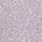 Immunoglobulin Superfamily Containing Leucine Rich Repeat antibody, HPA050811, Atlas Antibodies, Immunohistochemistry paraffin image 