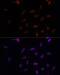 Poly(ADP-Ribose) Polymerase 1 antibody, 13-003, ProSci, Immunofluorescence image 