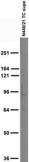Chromaffin granule amine transporter antibody, 73-430, Antibodies Incorporated, Western Blot image 