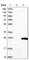 Transmembrane Protein 204 antibody, HPA014028, Atlas Antibodies, Western Blot image 