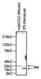 Myelin and lymphocyte protein antibody, PA1-085, Invitrogen Antibodies, Western Blot image 
