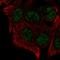 Lysine Methyltransferase 5B antibody, HPA063648, Atlas Antibodies, Immunofluorescence image 