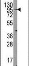 Transient Receptor Potential Cation Channel Subfamily V Member 3 antibody, PA5-11471, Invitrogen Antibodies, Western Blot image 