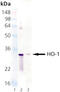 Heme Oxygenase 1 antibody, M00253-1, Boster Biological Technology, Western Blot image 