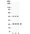 RAB13, Member RAS Oncogene Family antibody, R32126, NSJ Bioreagents, Western Blot image 