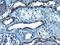 KIT Ligand antibody, LS-C338419, Lifespan Biosciences, Immunohistochemistry frozen image 