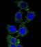 Zinc Finger GRF-Type Containing 1 antibody, LS-C168135, Lifespan Biosciences, Immunofluorescence image 