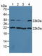 Calponin 2 antibody, LS-C689158, Lifespan Biosciences, Western Blot image 