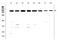 Tight Junction Protein 1 antibody, PB9234, Boster Biological Technology, Western Blot image 