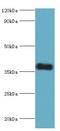 Calcium Homeostasis Modulator 1 antibody, LS-C378011, Lifespan Biosciences, Western Blot image 