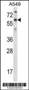 T-box transcription factor TBX21 antibody, TA324549, Origene, Western Blot image 