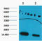 Histone H3 antibody, STJ97003, St John