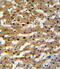 Alcohol dehydrogenase class-3 antibody, abx033998, Abbexa, Flow Cytometry image 