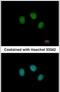 Zinc Finger Protein 345 antibody, PA5-30554, Invitrogen Antibodies, Immunofluorescence image 