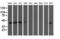 NGG1 Interacting Factor 3 Like 1 antibody, LS-C786470, Lifespan Biosciences, Western Blot image 