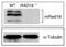 RAD18 E3 Ubiquitin Protein Ligase antibody, GTX00887, GeneTex, Western Blot image 